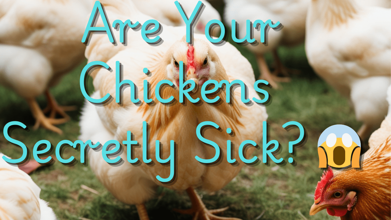 Sick Chicken Symptoms