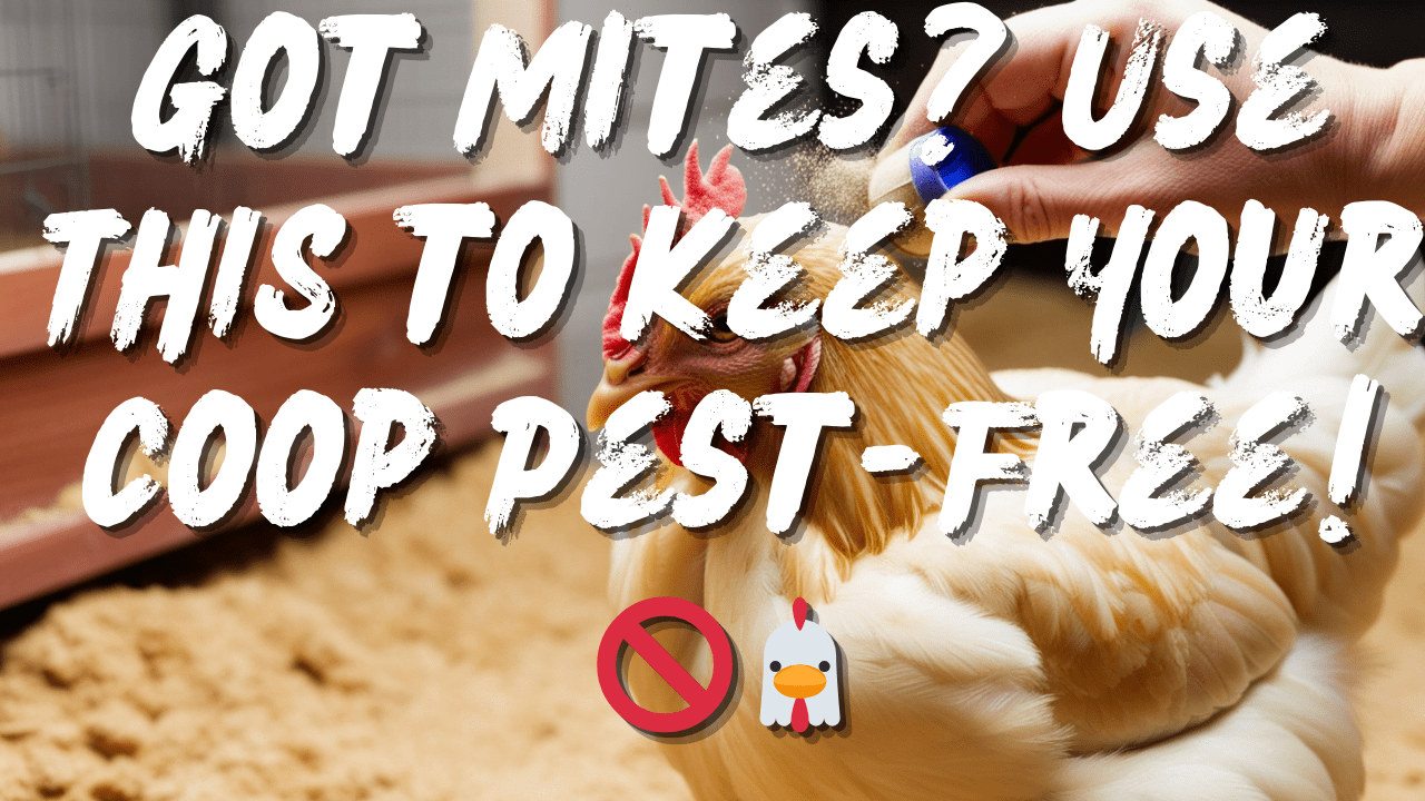 Chicken Mites Prevention