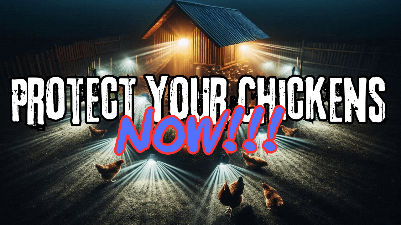 Protect Chickens From Predators