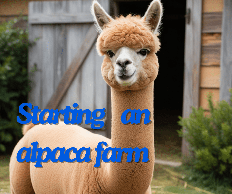 Starting an alpaca farm