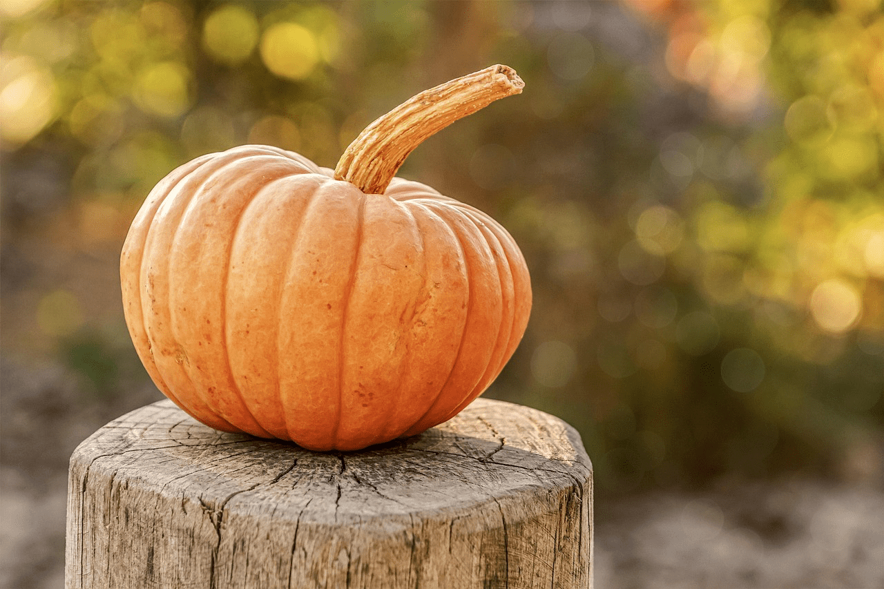 Can Chickens Eat Pumpkin?