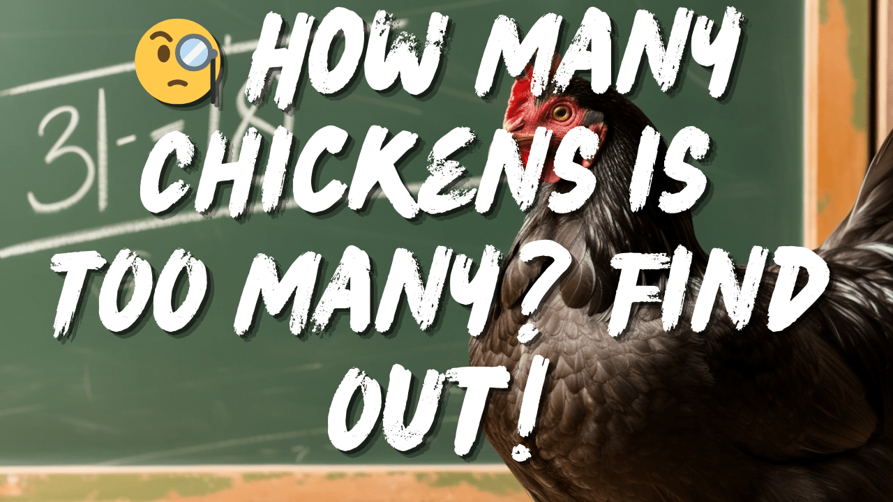 How Many Chickens Should You Get?